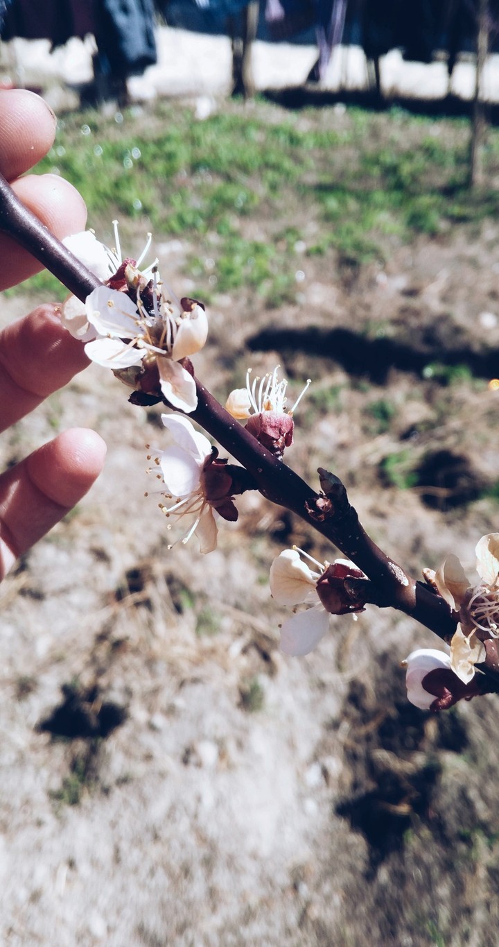 #flower #tree #suny