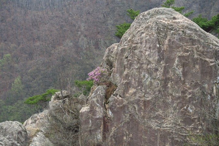 Alpine wildflowers