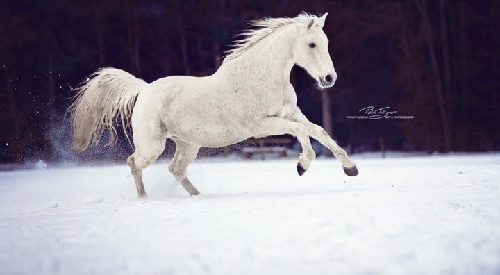 schimmel im Schnee♡