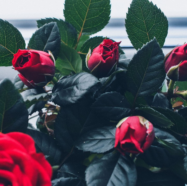rose