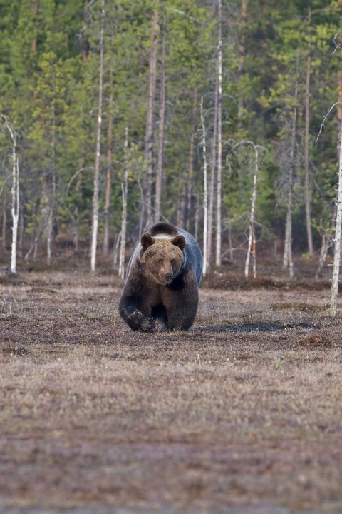 Bear, Animals वॉलपेपर
