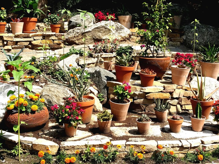 Frida's Garden