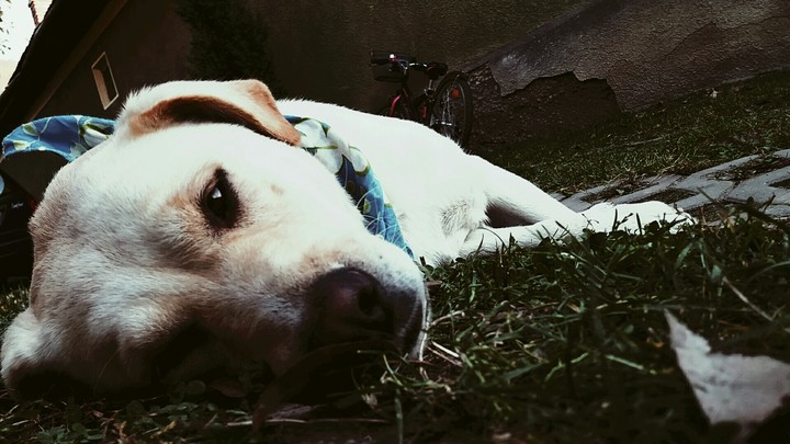 Dog❤❤