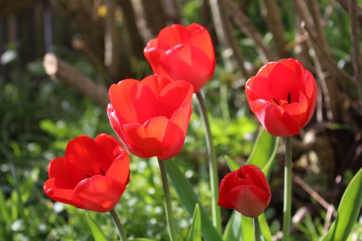 Flowers