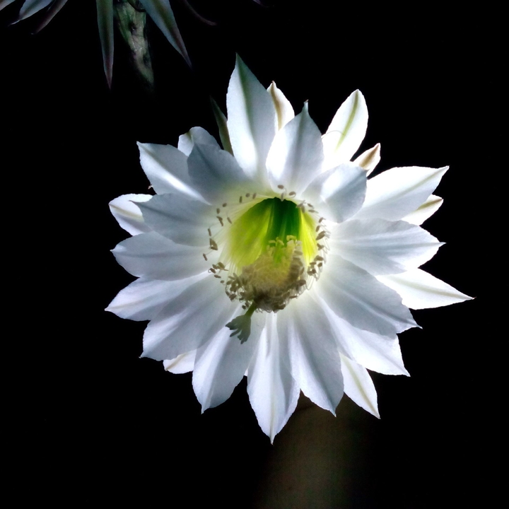 Cactus flower