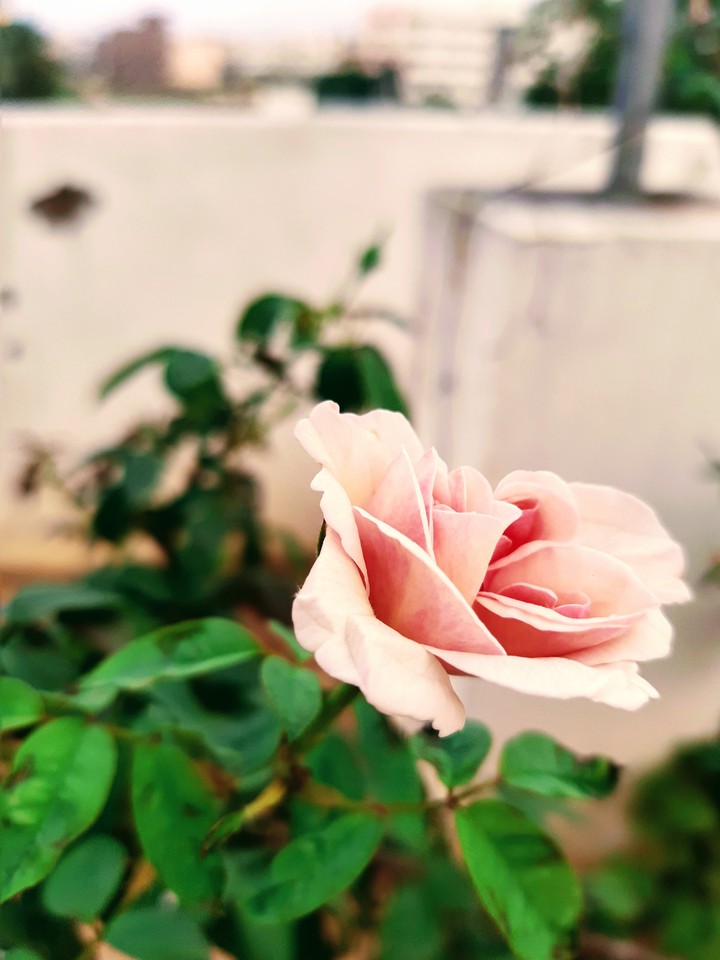 rose