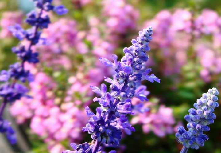 Lavender