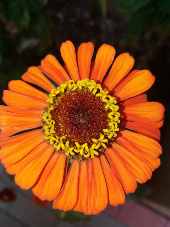 #flower