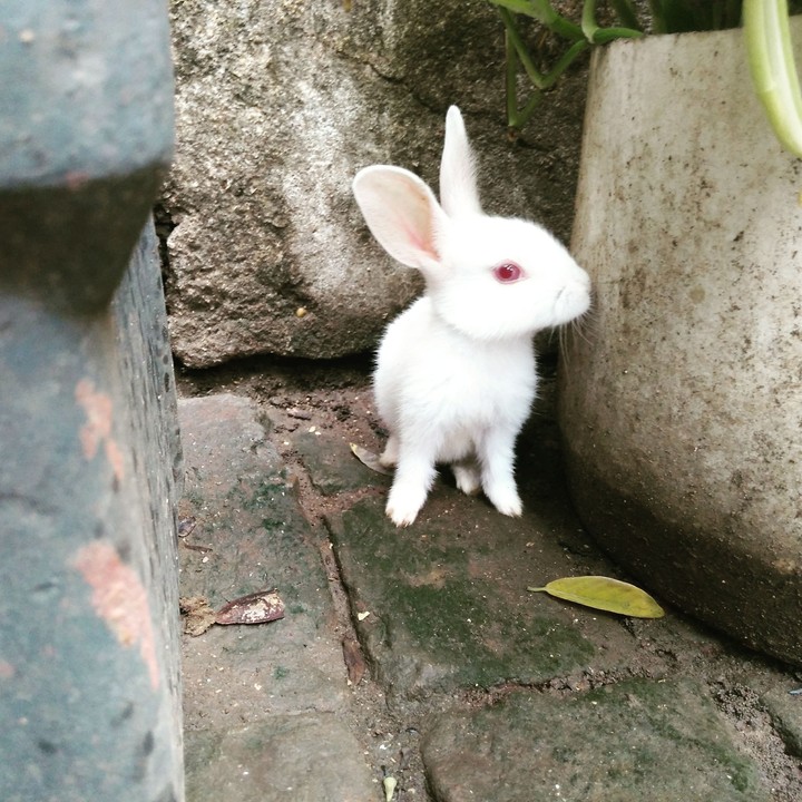 Bunny
