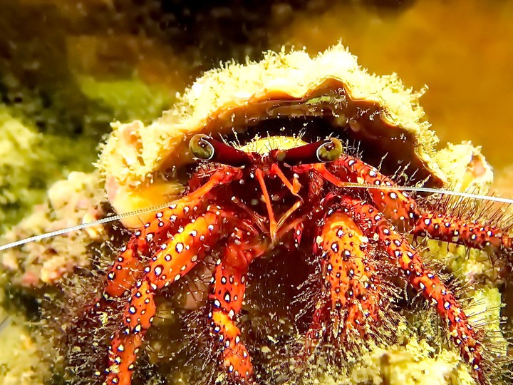 A crab