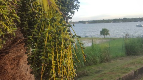 plant