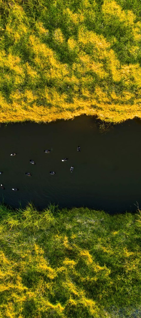 landscapes, branch háttérképek