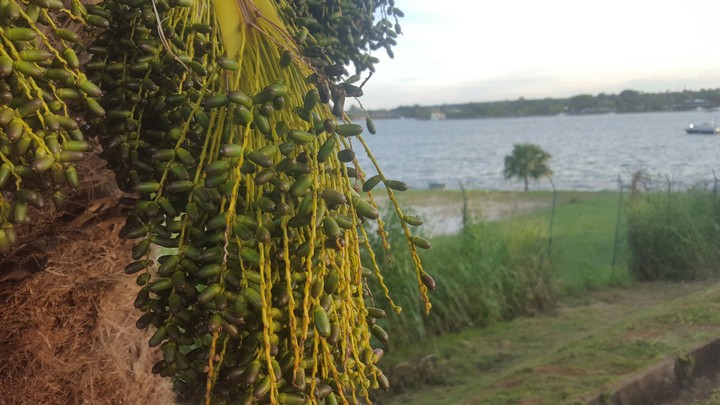 plant