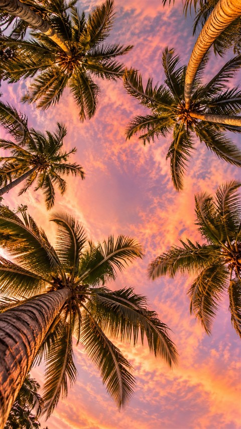 sunrise, evening wallpapers