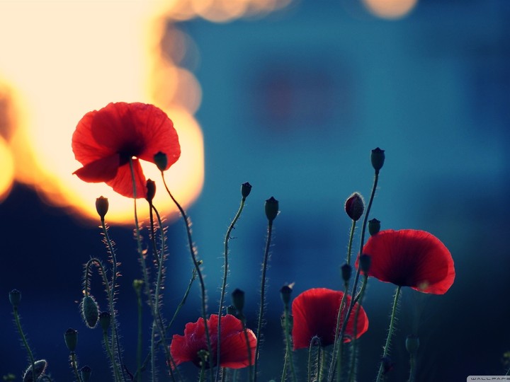 flowers
