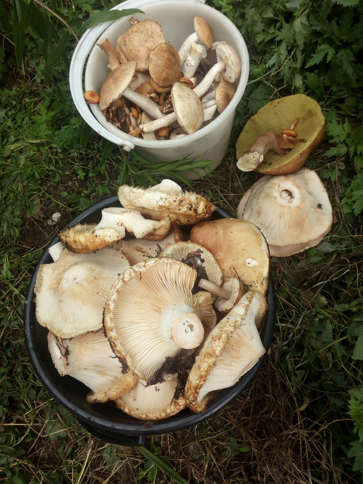 грибочки