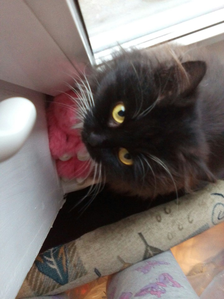 Кошка.Котэ, животные