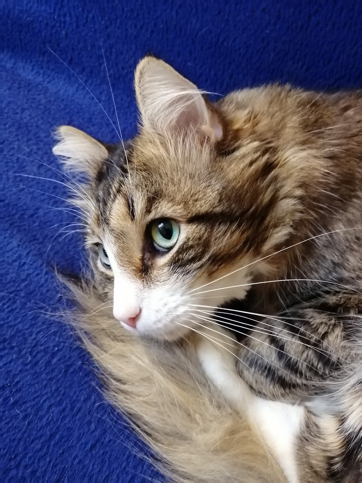 котэ