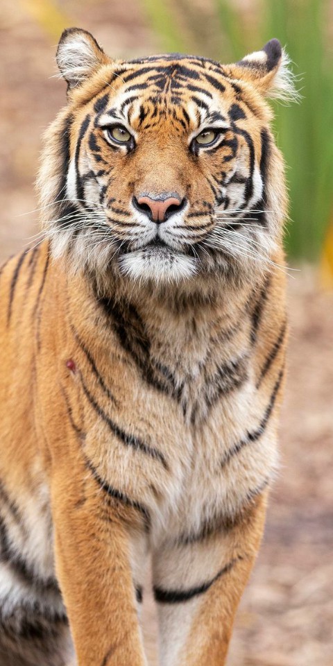 Tiger