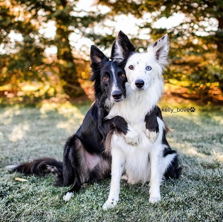 The Border Collie Because There Is No Better Dog