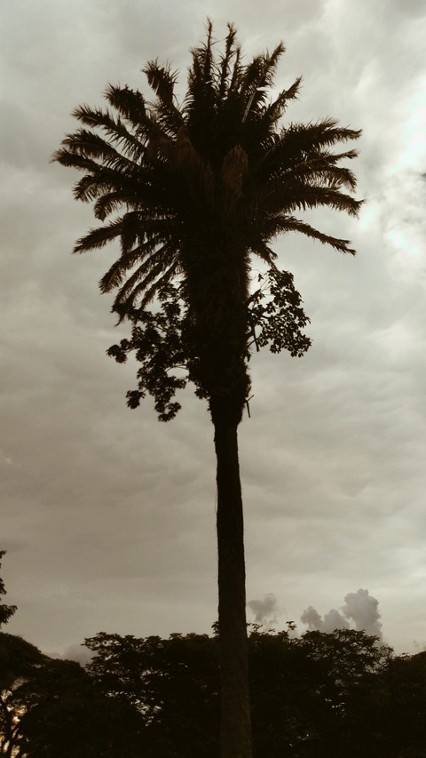 coqueiro