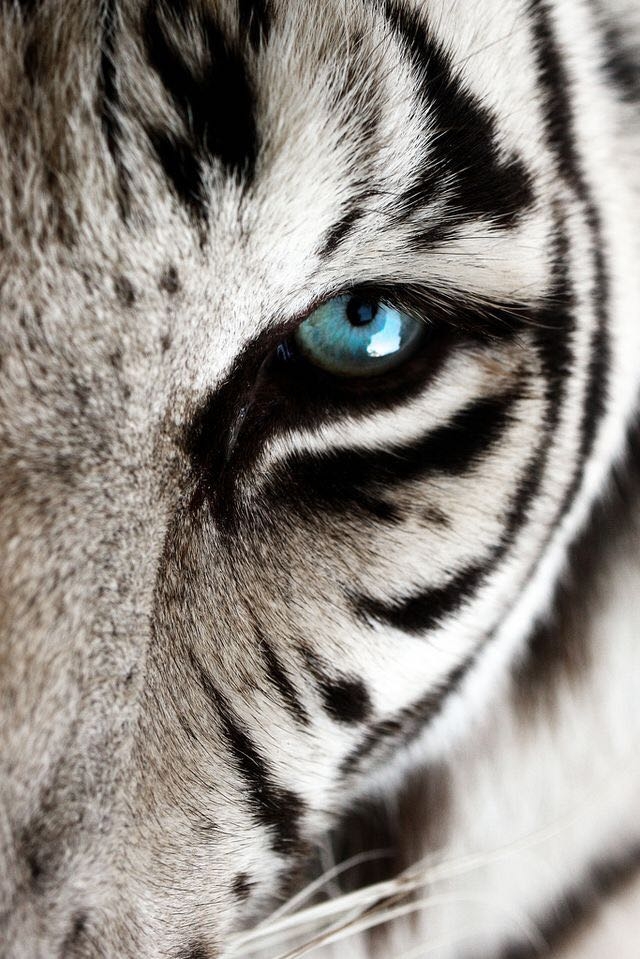 white tiger