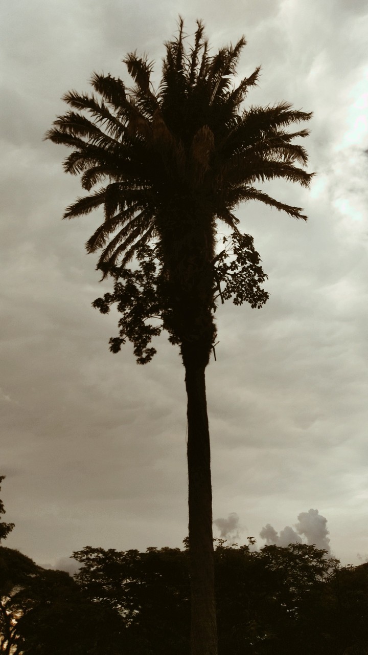 coqueiro