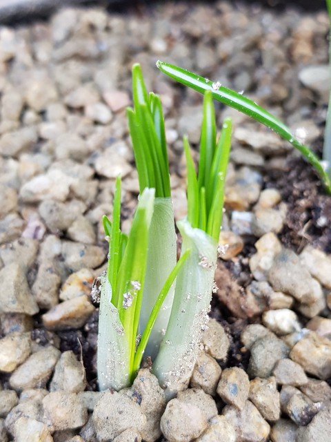 leek, flower壁纸