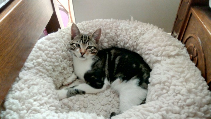 Toby the Cat