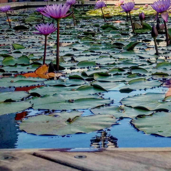 water Lily