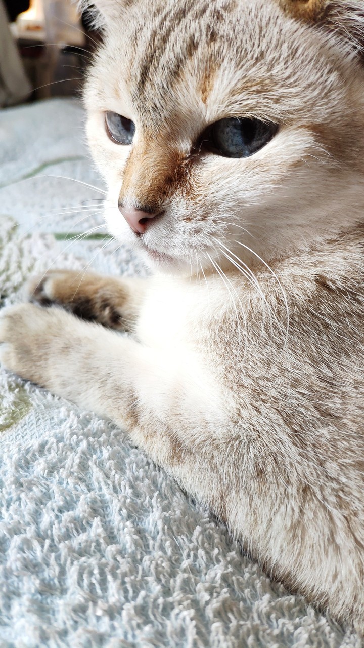 cat