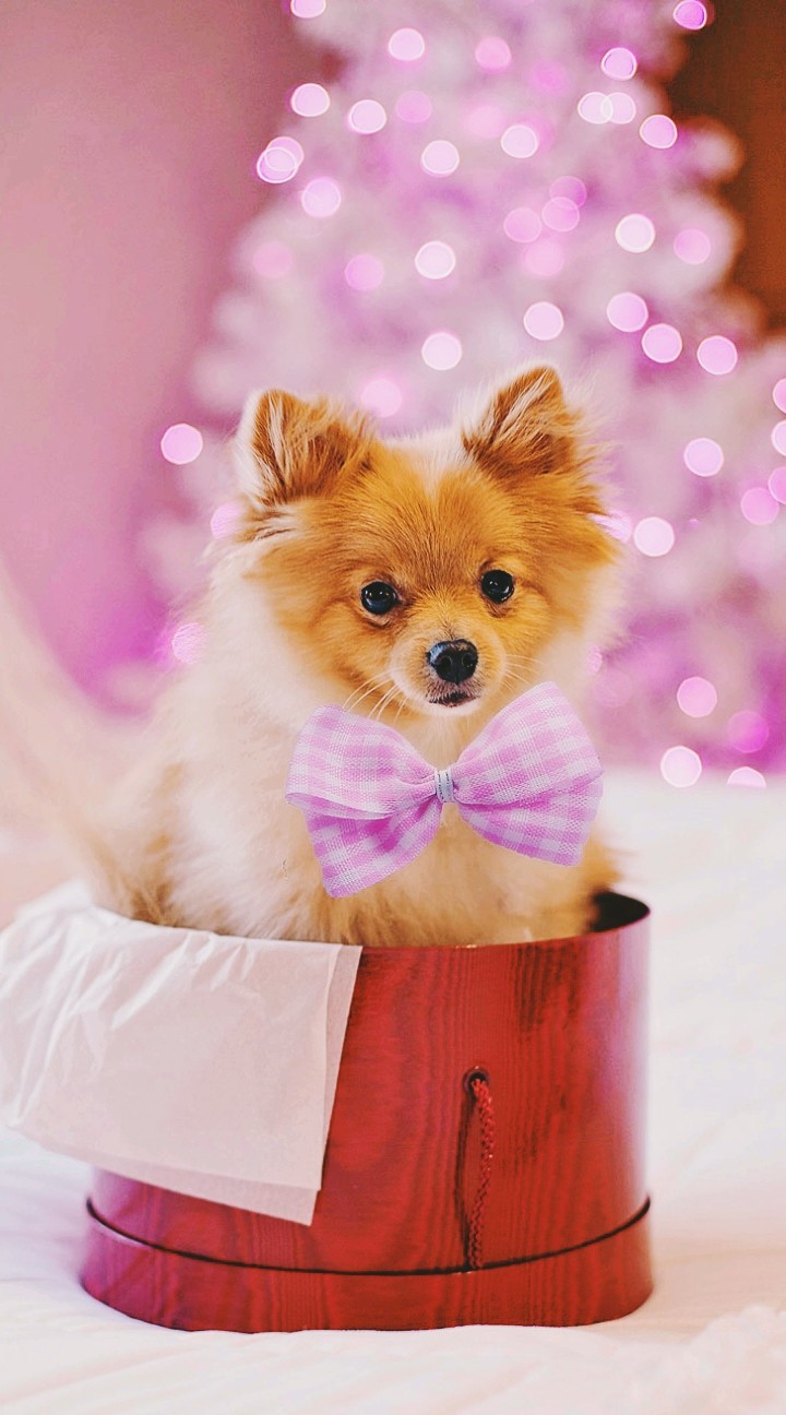Sweet puppy!!!!