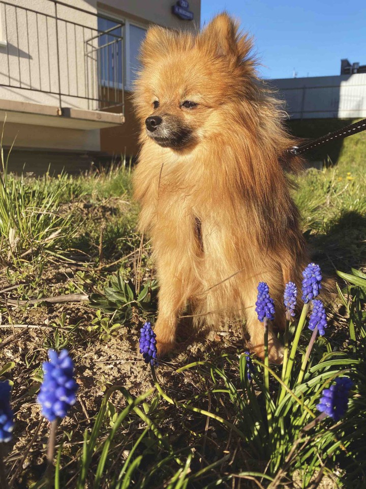 dog