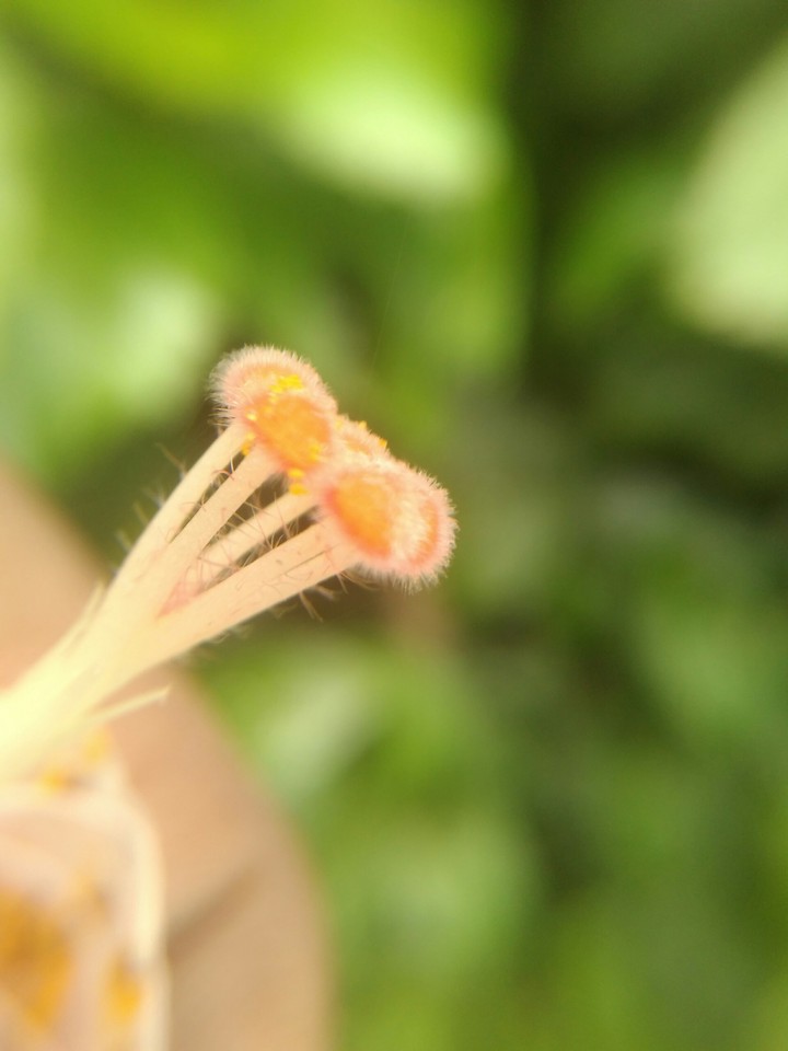 stigma of flower