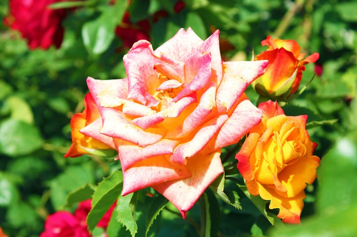 Orange-pink flowers
