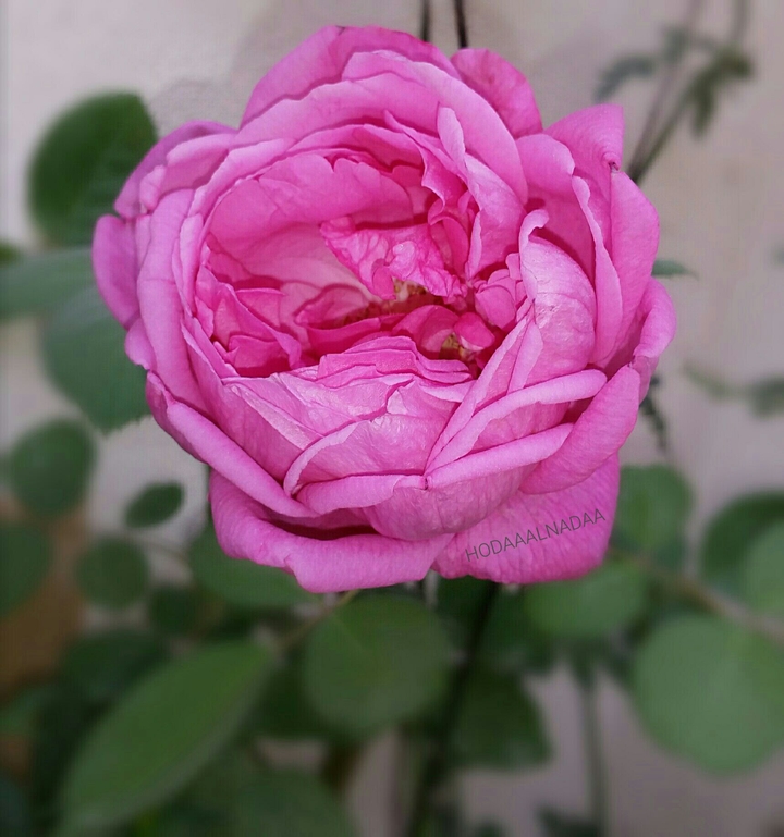 rose