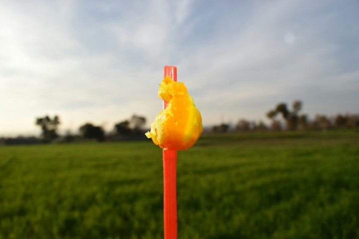 lollipop