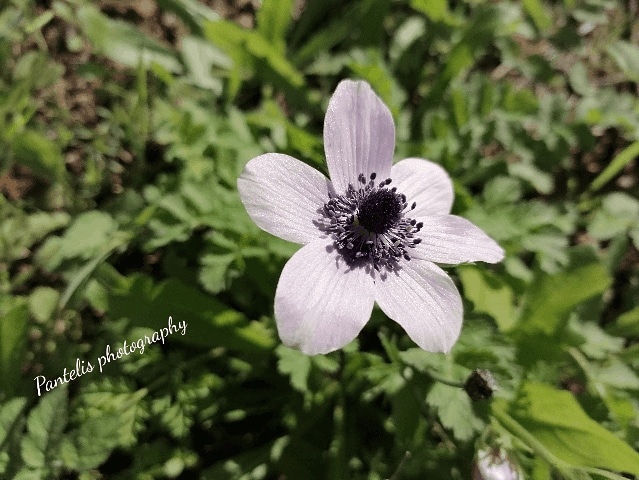 pantelis photography