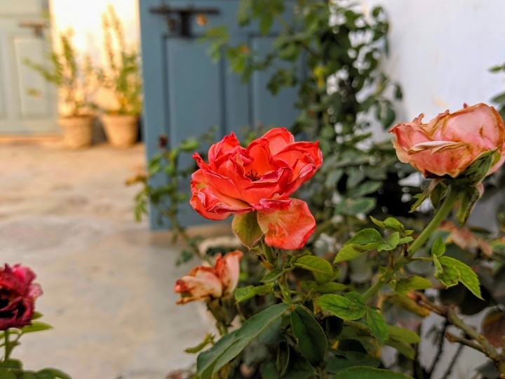 redrose with beautiful evening