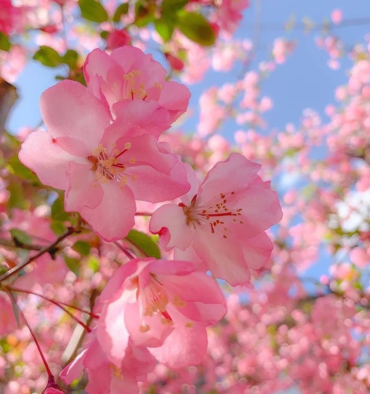 cherry blossom ?