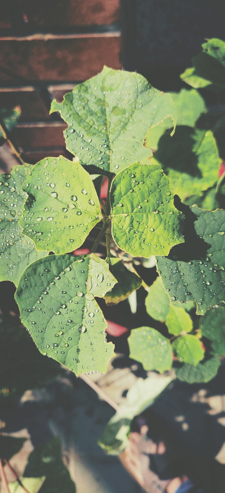 Garden pot