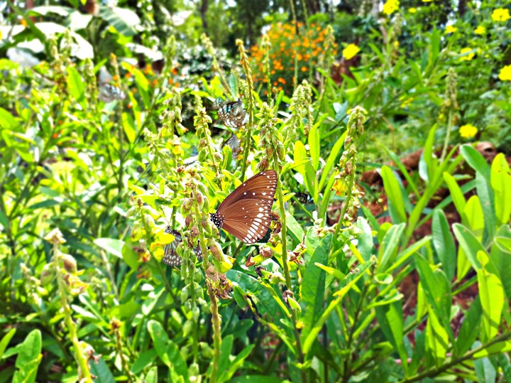 Butterfly