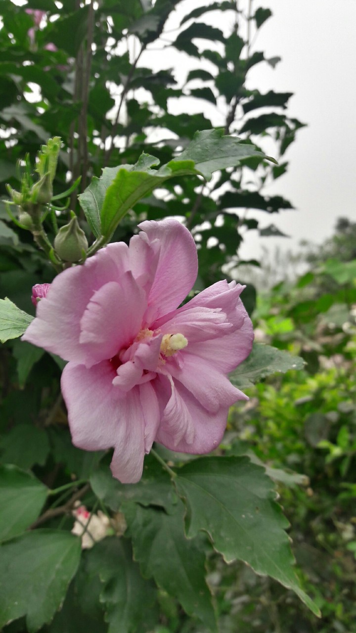 flower