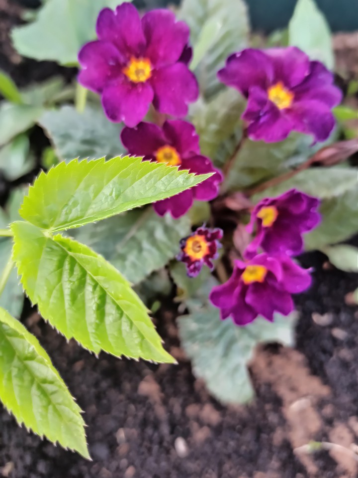 purple flowers ?