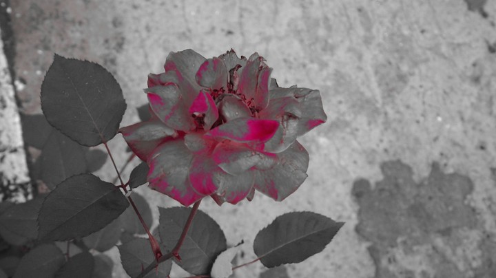 • The roses of life •