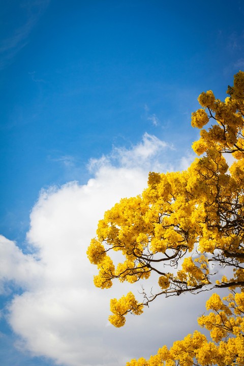 тапети Yellow, blue
