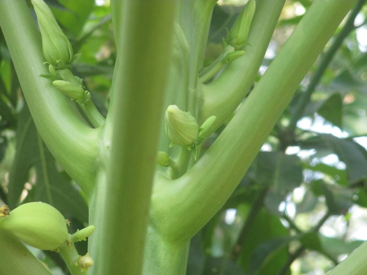 Buds #my garden moments