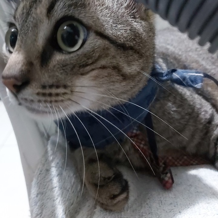 Meow