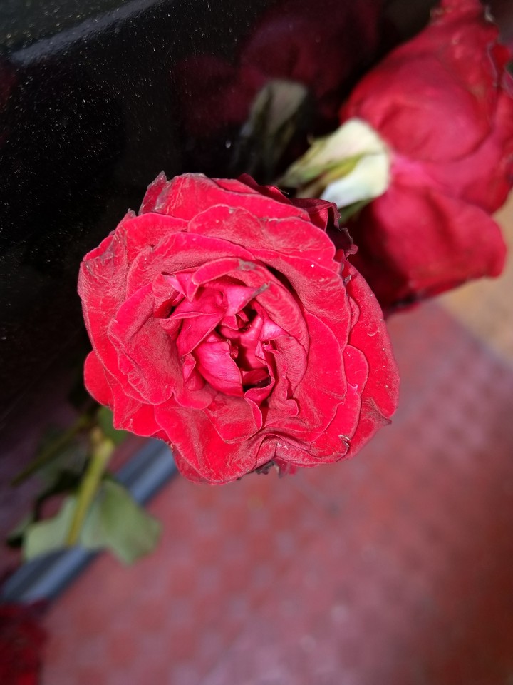 pic by me...?? lovely rose...??