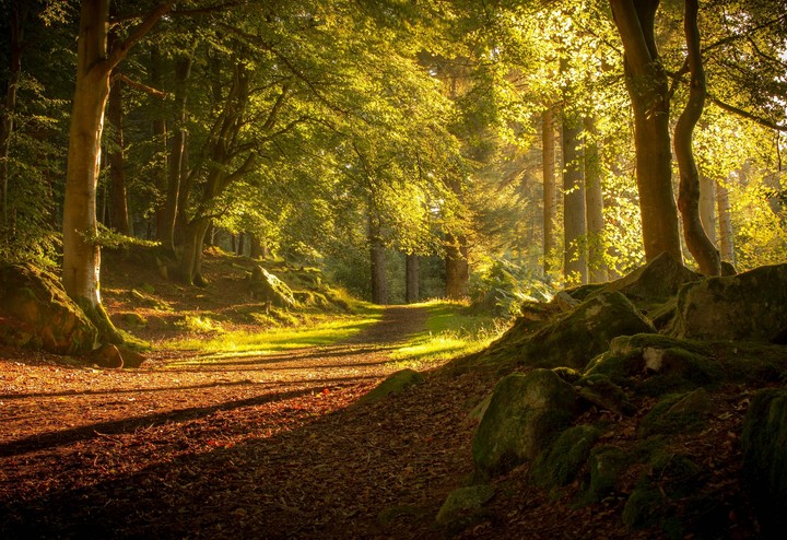 forest